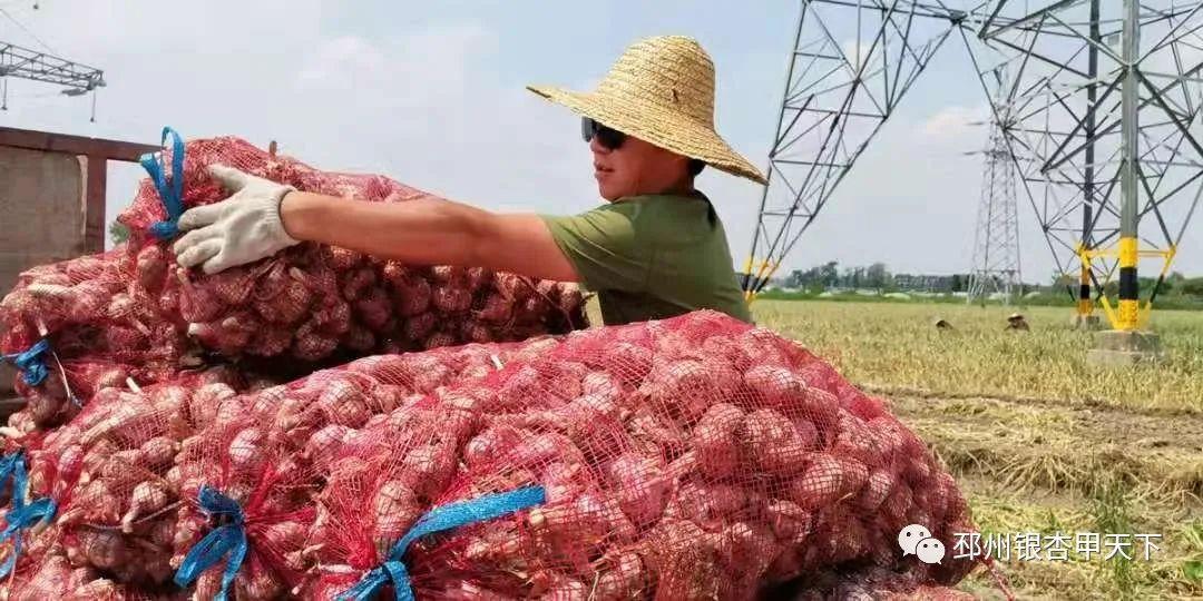 今日邳州最新大蒜价格-邳州大蒜价格实时查询